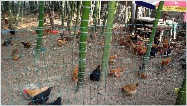 肉鸡养殖的优势 | 农业养殖技术