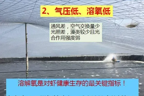冬棚养殖南美白对虾需要加强这几点，你知道吗？