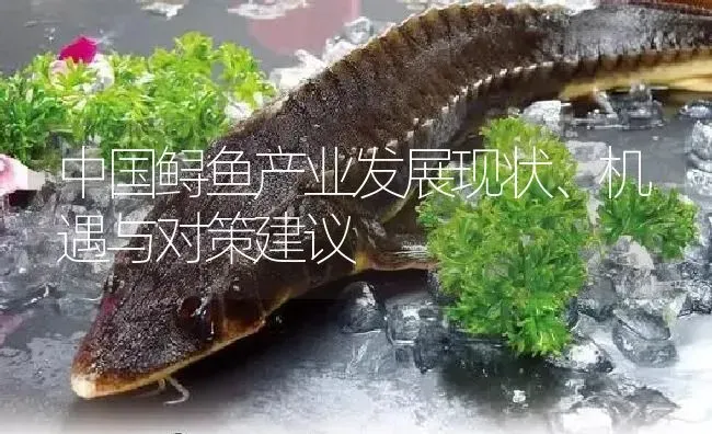 中国鲟鱼产业发展现状、机遇与对策建议 | 淡水养殖