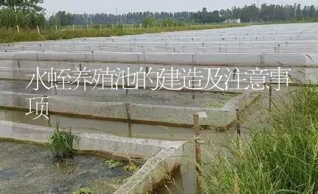 水蛭养殖池的建造及注意事项 | 特种养殖