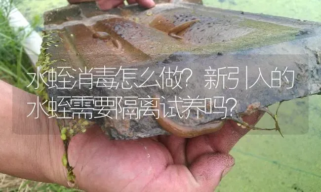 水蛭消毒怎么做？新引入的水蛭需要隔离试养吗？ | 特种养殖