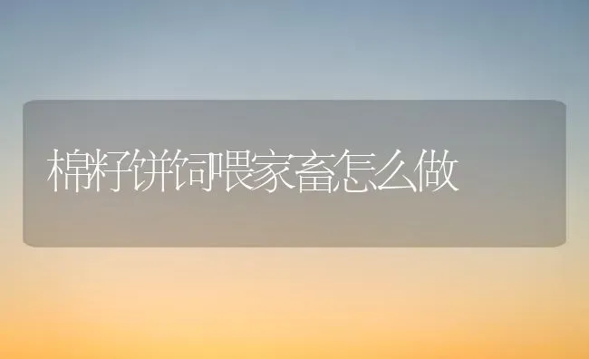 棉籽饼饲喂家畜怎么做 | 家畜养殖