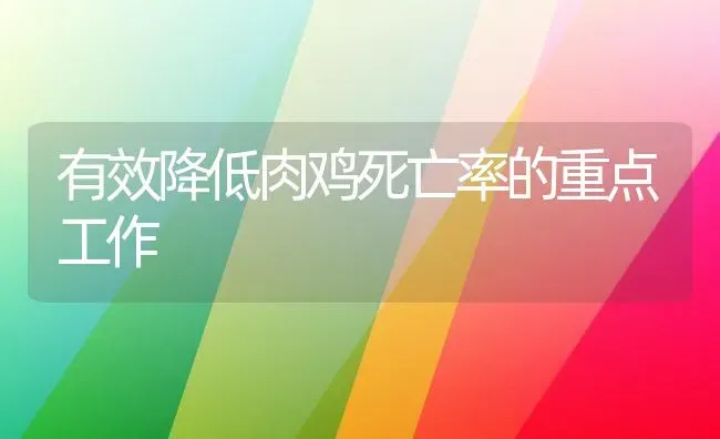 有效降低肉鸡死亡率的重点工作 | 家禽养殖