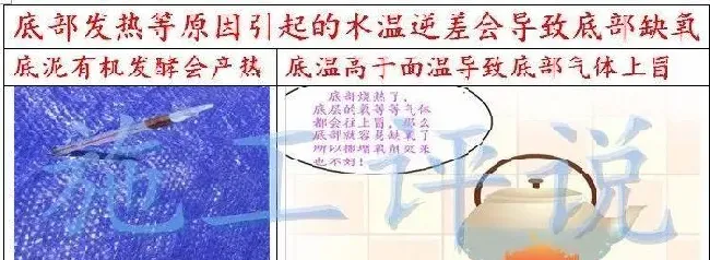 夏造对虾长不大？看看是不是这四大方面的原因！