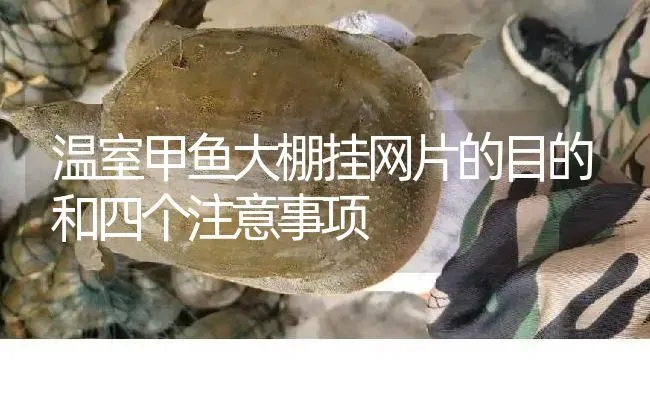 温室甲鱼大棚挂网片的目的和四个注意事项 | 淡水养殖