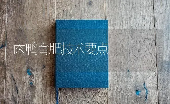 肉鸭育肥技术要点 | 家禽养殖