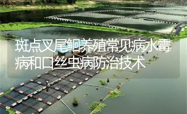 斑点叉尾鮰养殖常见问题之常用药物的耐受力 | 养殖病虫害防治