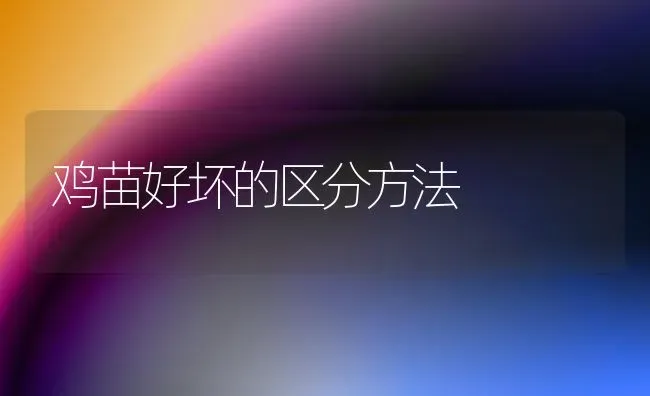 鸡苗好坏的区分方法 | 家禽养殖
