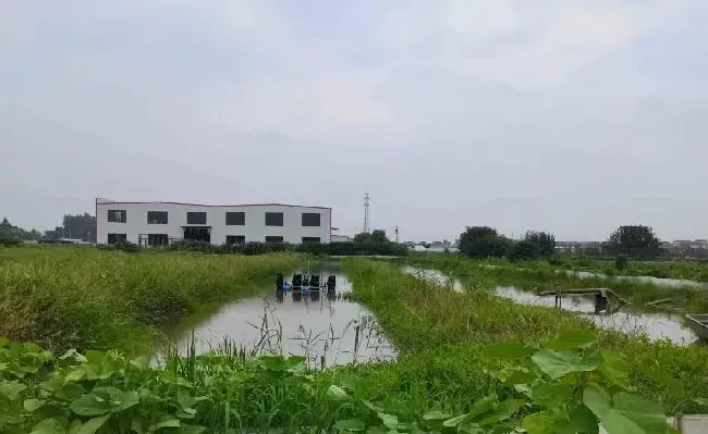 高温多雨季节稻田小龙虾养殖关键技术