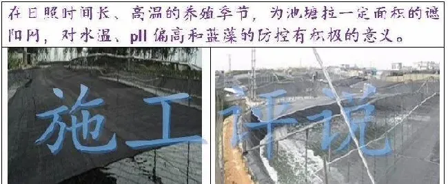 夏造对虾长不大？看看是不是这四大方面的原因！
