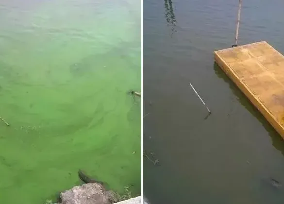 虾多宝治理南美白对虾塘蓝藻效果分享