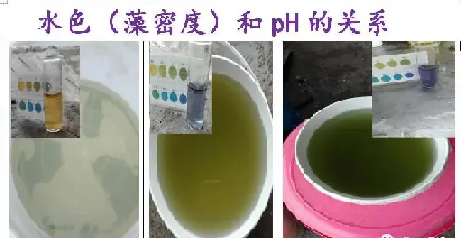 夏造对虾长不大？看看是不是这四大方面的原因！