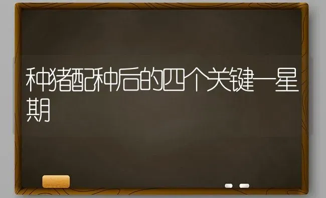 种猪配种后的四个关键一星期 | 家畜养殖