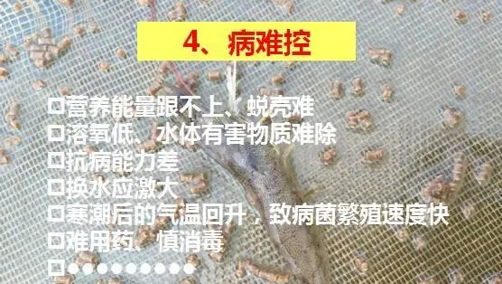 冬棚养殖南美白对虾需要加强这几点，你知道吗？