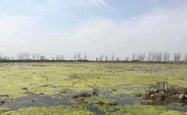 稻田养虾青苔问题浅析