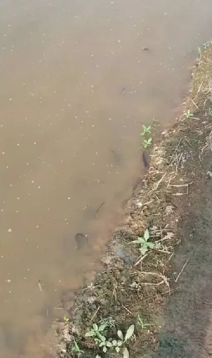 台湾泥鳅春季养殖常见问题及处理