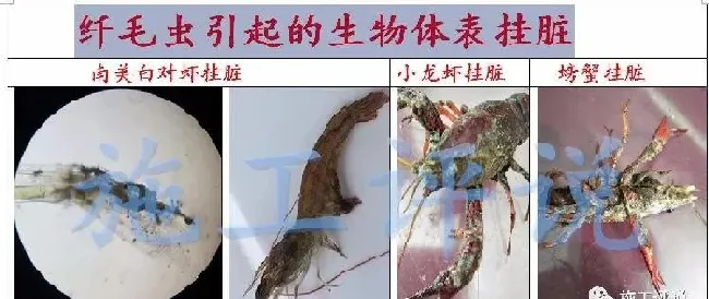 夏造对虾长不大？看看是不是这四大方面的原因！