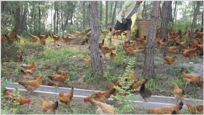 肉鸡养殖的优势 | 农业养殖技术