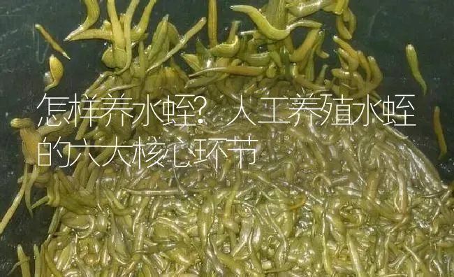 怎样养水蛭?人工养殖水蛭的六大核心环节 | 特种养殖