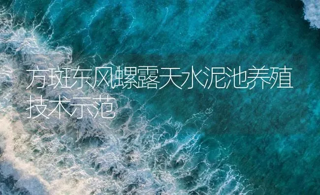 方斑东风螺露天水泥池养殖技术示范 | 海水养殖