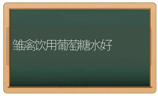 雏禽饮用葡萄糖水好 | 家禽养殖