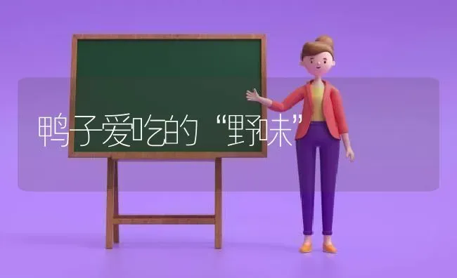 鸭子爱吃的“野味” | 家禽养殖