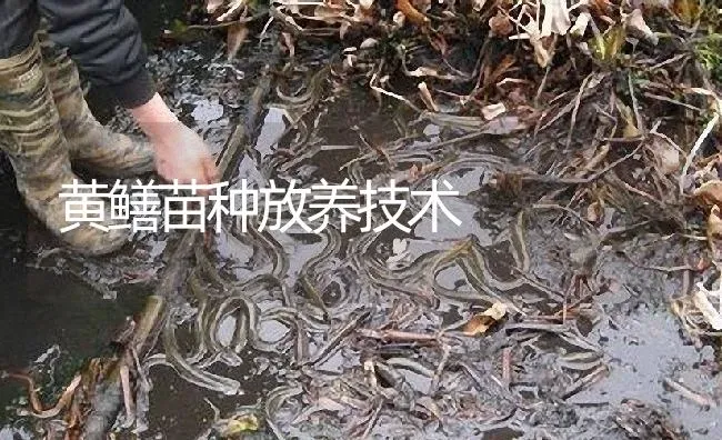 黄鳝苗种放养技术 | 淡水养殖