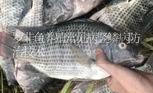 罗非鱼养殖常见病竖鳞病防治技术 | 淡水养殖