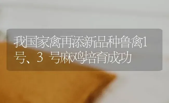 我国家禽再添新品种鲁禽1号、3号麻鸡培育成功 | 家禽养殖