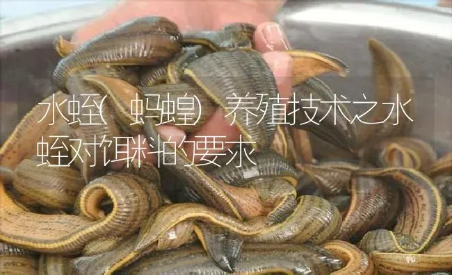 水蛭(蚂蝗)养殖技术之水蛭对饵料的要求 | 特种养殖