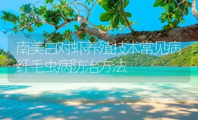 南美白对虾养殖技术常见病纤毛虫病防治方法 | 海水养殖