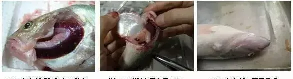 看看别的养殖户如何安全度过诺卡氏菌病、虹彩病毒病、肠炎及出血病高发季
