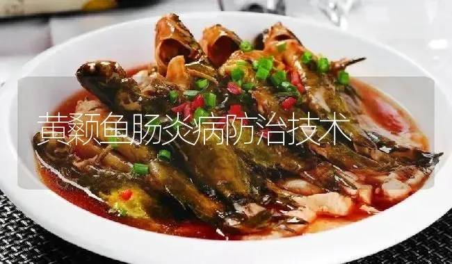 黄颡鱼肠炎病防治技术 | 淡水养殖