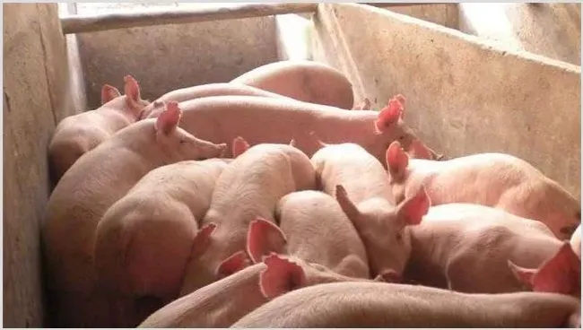 秋季肉猪催肥错误方法集锦 | 动物饲养方法