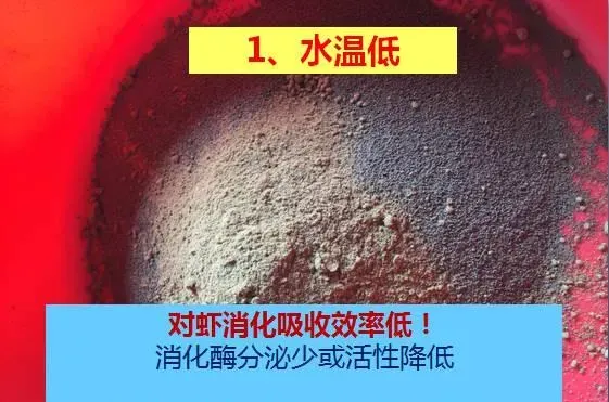 冬棚养殖南美白对虾需要加强这几点，你知道吗？