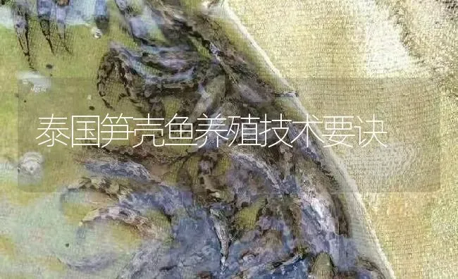 泰国笋壳鱼养殖技术要诀 | 淡水养殖