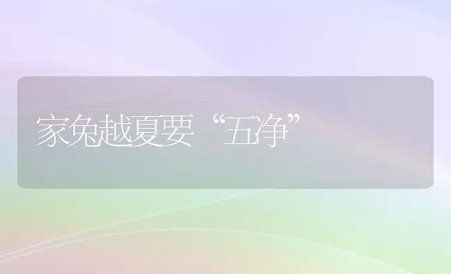 家兔越夏要“五净” | 家畜养殖