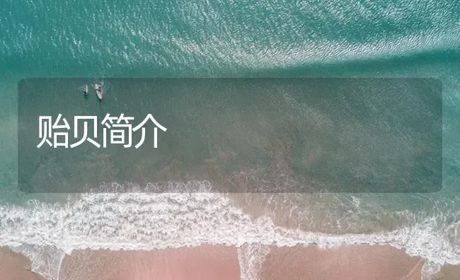 贻贝简介 | 海水养殖