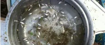 影响海鲈鱼养殖户标苗成数的几个问题和处理思路