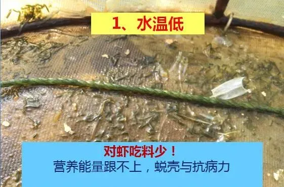 冬棚养殖南美白对虾需要加强这几点，你知道吗？