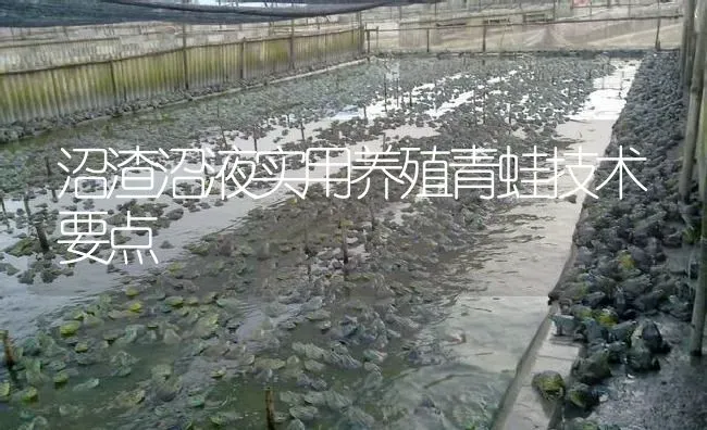 沼渣沼液实用养殖青蛙技术要点 | 特种养殖