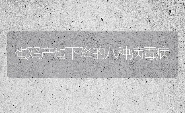 蛋鸡产蛋下降的八种病毒病 | 家禽养殖