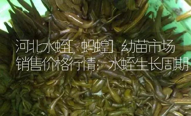 河北水蛭[蚂蝗]幼苗市场销售价格行情：水蛭生长周期 | 特种养殖