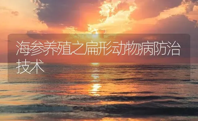 海参养殖之扁形动物病防治技术 | 海水养殖