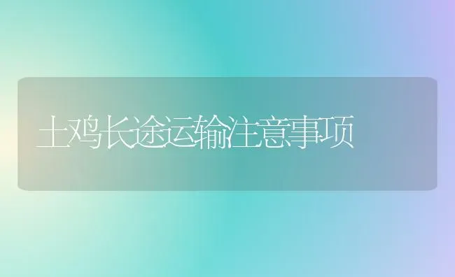 土鸡长途运输注意事项 | 家禽养殖