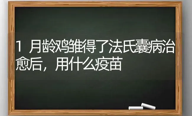 1月龄鸡雏得了法氏囊病治愈后，用什么疫苗 | 家禽养殖