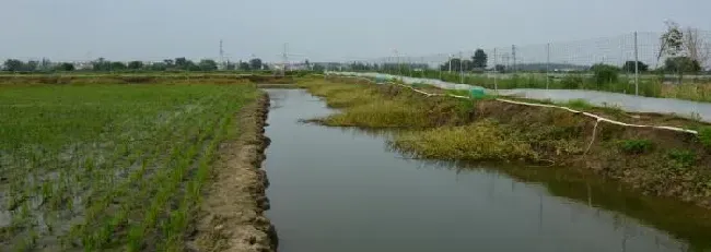 高温多雨季节稻田小龙虾养殖关键技术