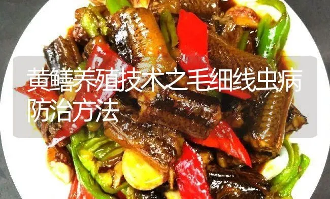 黄鳝养殖技术之毛细线虫病防治方法 | 淡水养殖