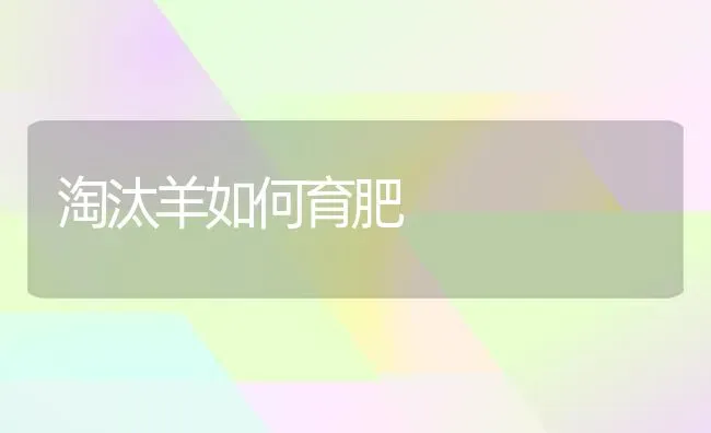 淘汰羊如何育肥 | 家畜养殖