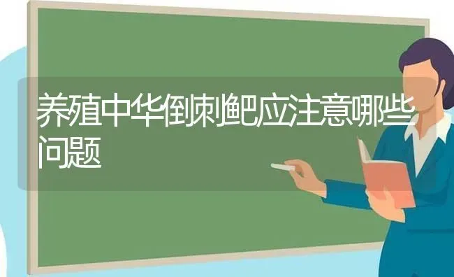 养殖中华倒刺鲃应注意哪些问题 | 动物养殖百科